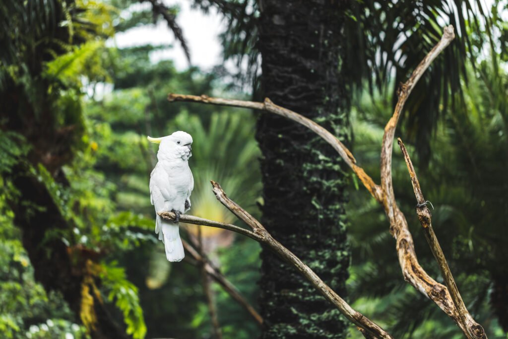 White yellow-crested cockatoo (Cacatua sulphurea) sitting on a branch. Parrot